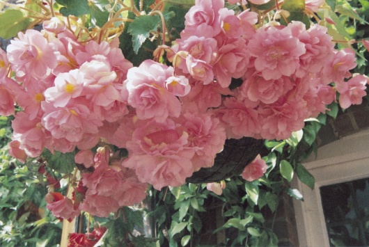 B. ‘Lou Anne’